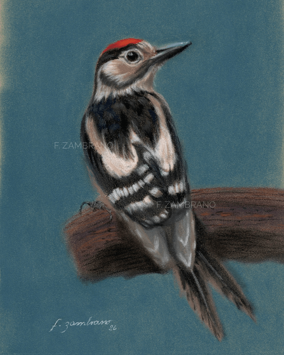 Nordic Woodpecker in Pastel - Pastell - Figurative - 14×21 cm av F Zambrano