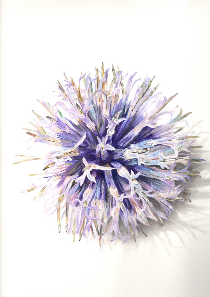Tidselkugle - Blyerts - Figurative - 27×42 cm av F Zambrano (såld)